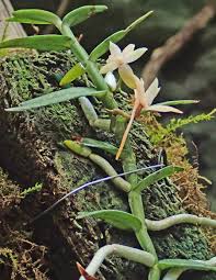 Image result for Angraecum erectum