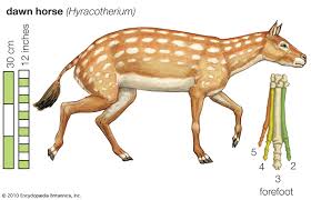 Eohippus Size Facts Britannica