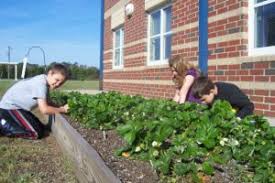 Strawberries are perennials that need rich soil with lots of organic matter and a slightly acidic ph (between 5.5 and 6.5). Get Growing Strawberries In The Garden Nc State Extension