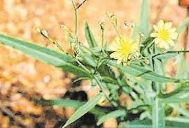 Image result for Launaea cornuta