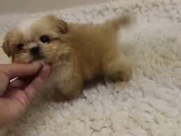 Read about the pros and cons of these tiny dogs. Imperial Shih Tzu Imperial Shih Tzu Puppies Shihtzu Time