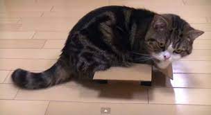 Funny animals * funny cat things * fat cat gets into the small box. Fat Cat In A Small Box Too Hilarious To Handle
