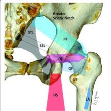 Find related exercises and variations along with expert tips. Schematic Image Of The Deep Gluteal Space Hs Hamstring Origin La Download Scientific Diagram