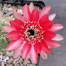 Image result for Tricalysia schliebenii