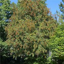 The mountain ash and related species (most often the european mountian ash, sorbus aucuparia) are sometimes referred to in folklore as rowan trees. American Mountainash Tree On The Tree Guide At Arborday Org