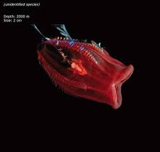 The deepest 45% of the ocean has gone 'largely ignored,' and we don't know where the bottom of the ocean really is. Bizarre Fish Living In The Deepest Part Of The Ocean Freeyork