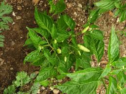 Image result for Capsicum annuum