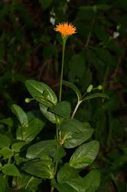 Image result for Hypericophyllum angolense