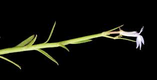 Image result for Lobelia flaccida