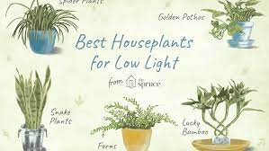 We did not find results for: Low Light Indoor Plants For Your Home