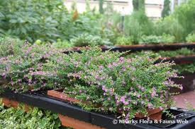 Image result for Cuphea hyssopifolia