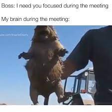 Animal Animals Pet Funny Animal Jokes Funny Animal Memes Stupid Funny Memes