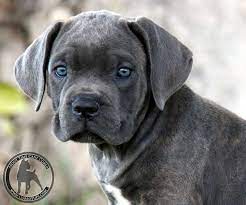 I Am Such A Sucker For Floppy Puppy Ears And Blue Eyes Cane Corso Puppies Cane Corso Dog Cane Corso