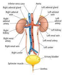 Urinary System Facts Functions Diseases Human Anatomy And Physiology Biology Facts Medical Terminology Flash Cards