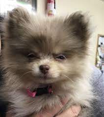 Happy Tuesday Cutenessalert Cutenessoverload Pomeranian Puppylove Cute Little Animals Cute Animals Cute Dogs