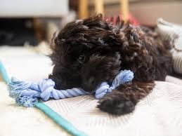 Sometimes, there is absolutely no reason why you dog is eating dirt. Reasons Why Puppies Eat Everything And How To Stop It