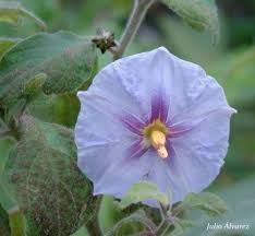 Image result for Dicoma anomala