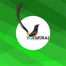 Eurasia murai burung murai gambar png. Yokmurai Burung Murai Batu Medan Super Photos Facebook
