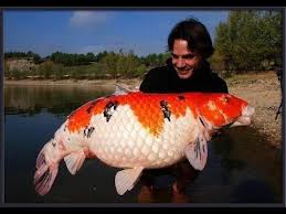 (14 + 10 = 24 and 10 + 10 = 20) When The Past Catches Up With Us We Block Our Future Brer Caleb Phd De Koi Fish Koi Koi Fish Pond