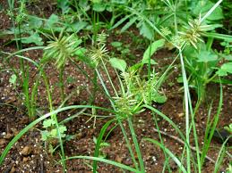 Image result for Cyperus maculatus
