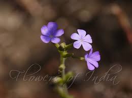 Image result for Buchnera