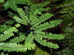 Image result for Adiantum vogelii