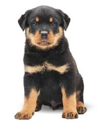 Look at pictures of rottweiler puppies who need a home. Rottweiler Puppies Breed Information Puppies For Sale