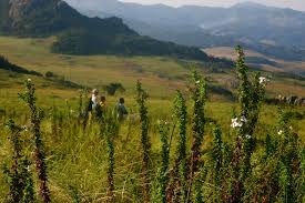 Image result for Mohria lepigera