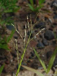 Image result for Eragrostis pallens