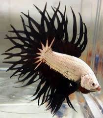 Pin On Betta