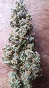 Dutch Passion Auto Night Queen Grow Journal Harvest12 By Growdiaries