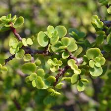 Image result for Portulacaria