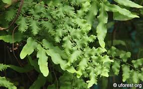 Image result for Lygodium microphyllum