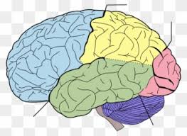 Basic diagram of animal cell. Blank Brain Diagram Cognitive Science Questions And Answers Clipart 234670 Pinclipart