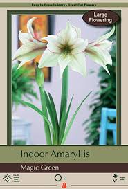 Rare amaryllis bulbs green plants hippeastrum perennial bonsai gift home flowers. Large Flowering Amaryllis Hippeastrum Diamond Magic Green From Netherland Bulb