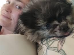 Introduction to new Pomeranian baby Winston