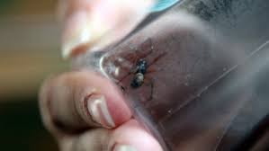 How to identify false widow spiders. Fears Over Rise In Sightings Of False Widow Spiders Itv News