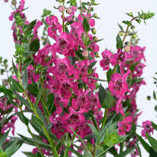 Image result for Angelonia