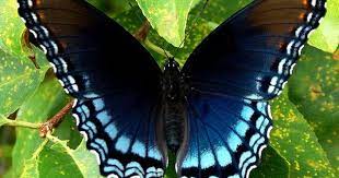 Black And Blue Butterfly Limenitis Arthemis Black And Blue Butterfly Blue Butterfly Tattoo Black Butterfly Tattoo