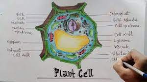 Unspecialised plant and animal cells u2013. How To Draw Diagram Of Plant Cell Step By Step For Beginners Youtube