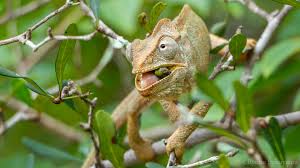 Image result for Terminalia boivinii