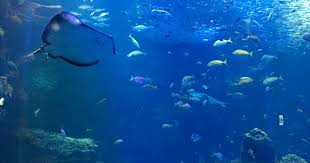 pin by fontella sea on 京都水族館 ocean pictures animals ocean
