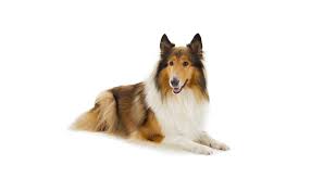 Furthermore, once seen, the contrast between the rough collie head and that of a border collie is immediately apparent, the latter having a considerably shorter muzzle and a more distinct stop between muzzle and forehead. Collie Der Sensible Und Familienfreundliche Schottische Schaferhund