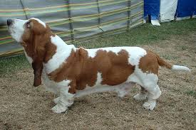 Image result for basset hound