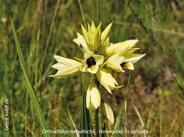 Image result for Orthochilus