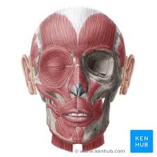 In fact, the smallest muscle of the skeleton is the stapedius, which. Head Anatomy Muscles Glands Arteries And Nerves Kenhub