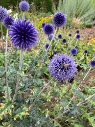 Image result for Geranium bohemicum Orhcid Blue