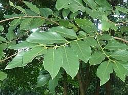 Image result for Bridelia micrantha