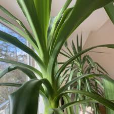 Kleinanzeigen > pflanzen & garten. Pflanzensteckbrief Yucca Palme So Pflegst Du Deine Yucca Palme