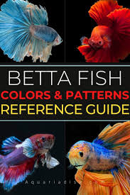 A betta fish may change color for a few reasons, among them stress, illness and age. Betta Fish Colors Patterns Reference Guide Betta Fish Betta Betta Fish Types
